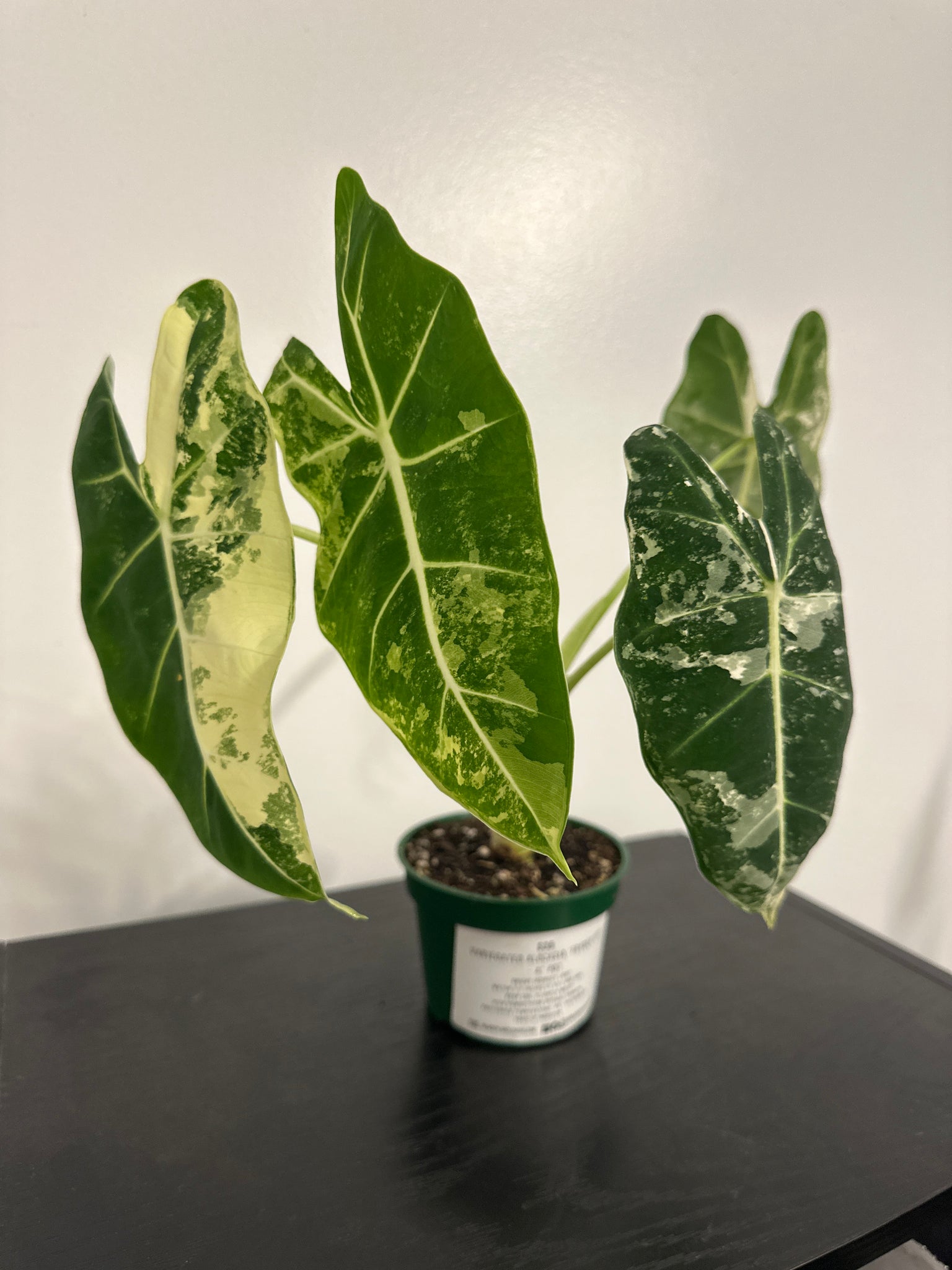 4" Variegated Alocasia 'Frydek' (e)