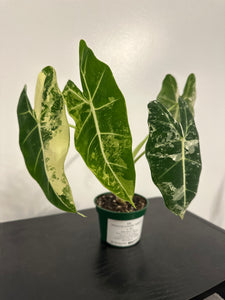 4" Variegated Alocasia 'Frydek' (e)