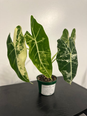 4" Variegated Alocasia 'Frydek' (e)