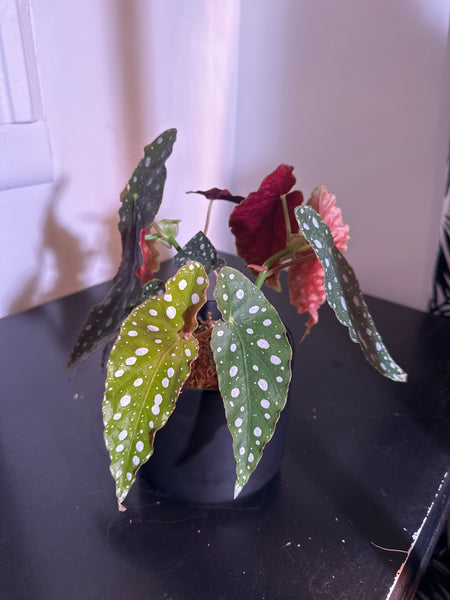 4" Polka Dot Begonia Maculata (d)