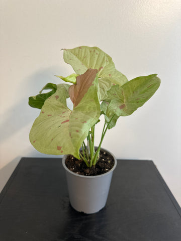 Syngonium 'Confetti' Arrowhead (b)