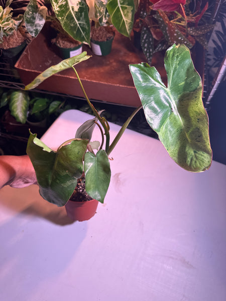 4" Philodendron ‘Paraiso Verde’ (e)