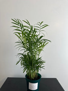 Parlor Palm