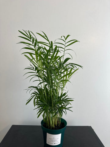 Parlor Palm
