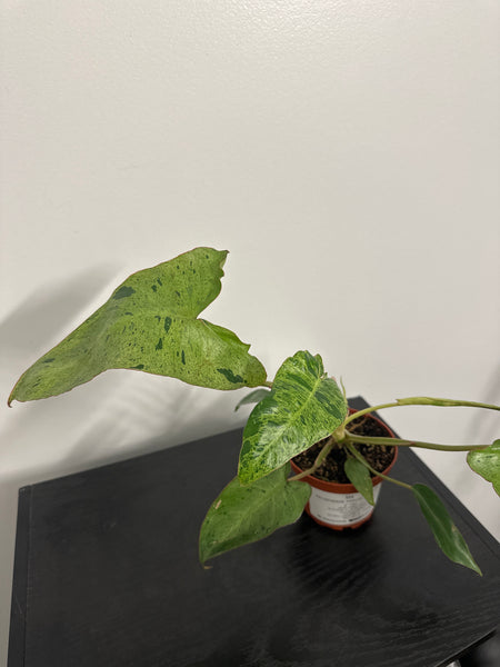 4" Philodendron ‘Paraiso Verde’ (d