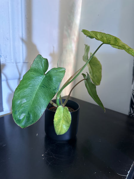 4" Philodendron ‘Paraiso Verde’ (c)