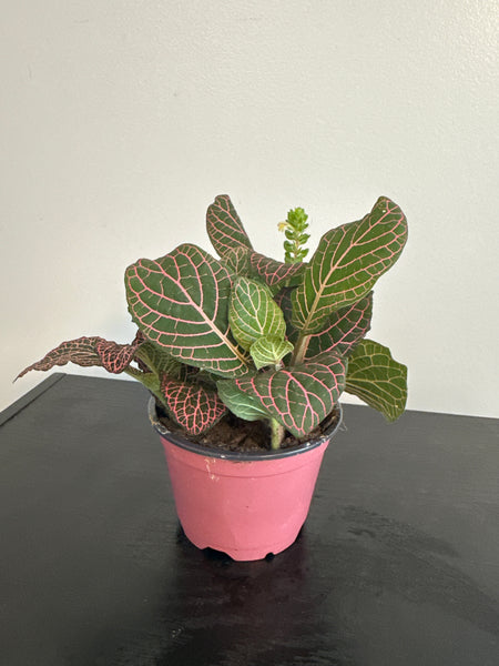 Fittonia Nerve Plant (a)