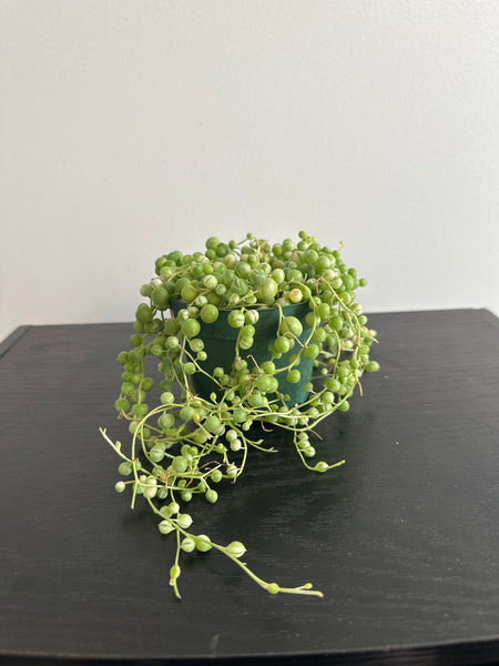 Variegated String of Pearls (b)