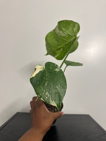 4" Monstera Thai Constellation' (a)