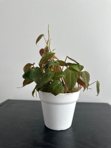 Philodendron Mican (c)