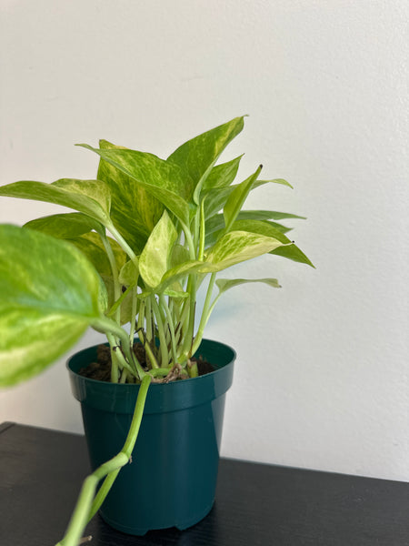 Pothos Neon Queen (b)