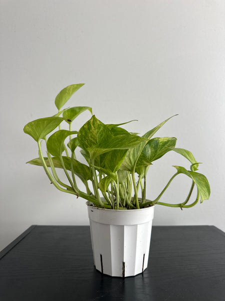 Pothos Neon Queen (a)