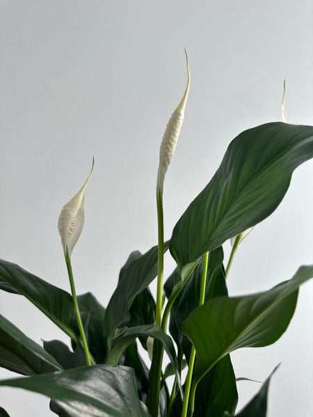 Peace Lily (a)