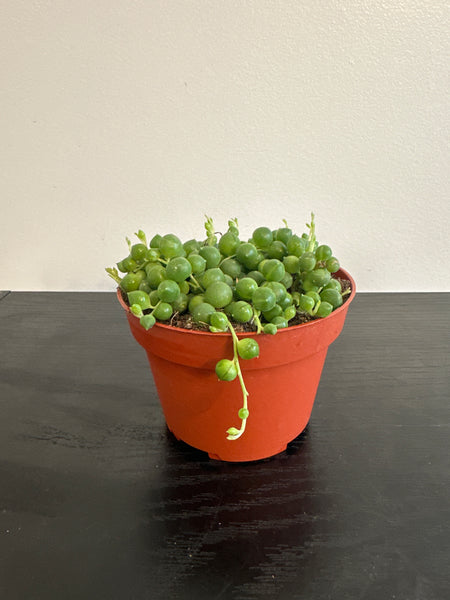 String of Pearls (a)