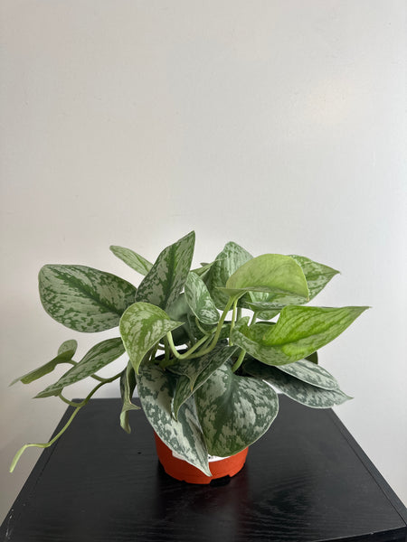 6 inch Satin Pothos “Scindapsus Pictus”