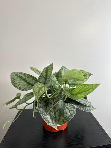 6 inch Satin Pothos “Scindapsus Pictus”