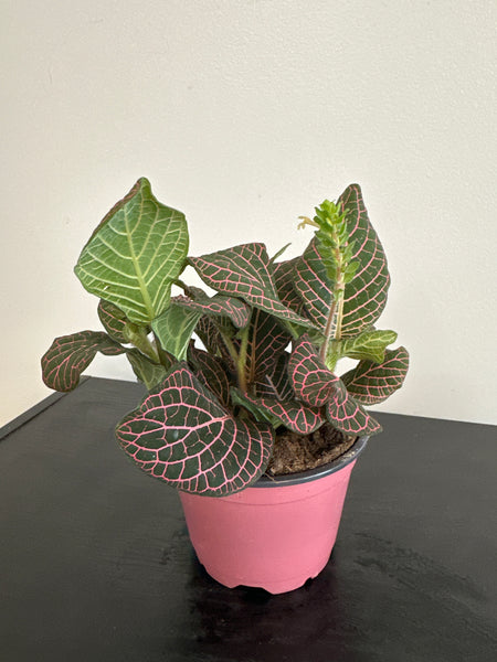 Fittonia Nerve Plant (a)
