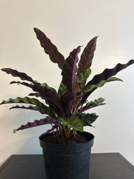6" Calathea Lancifolia 'Rattlesnake'