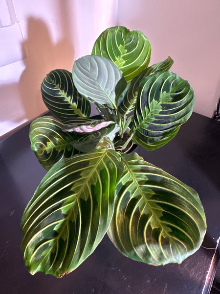 Lemon Lime Maranta Plant (a)