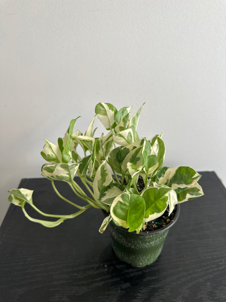 Pearls and Jade Pothos (g