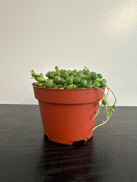 String of Pearls (c)