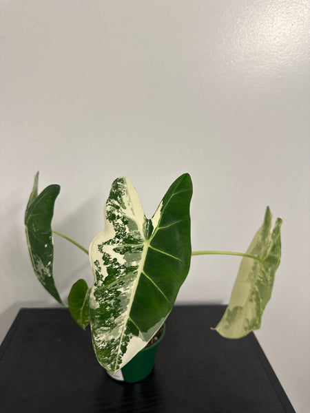 4" Variegated Alocasia 'Frydek' (c)