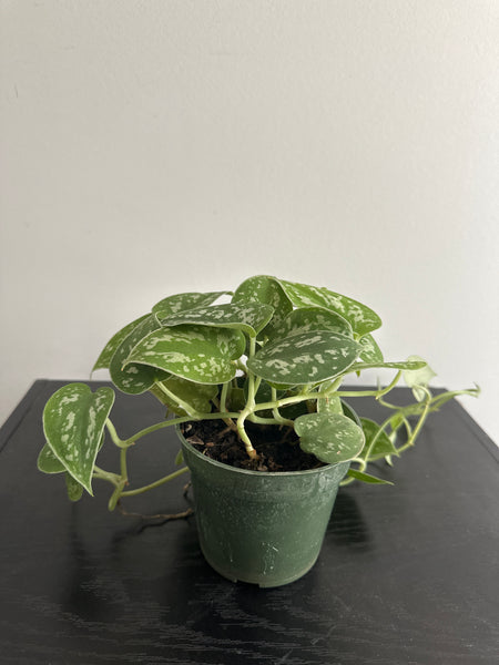 Scindapsus Pictus {Satin Pothos} (a)