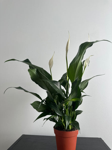 Peace Lily (a)