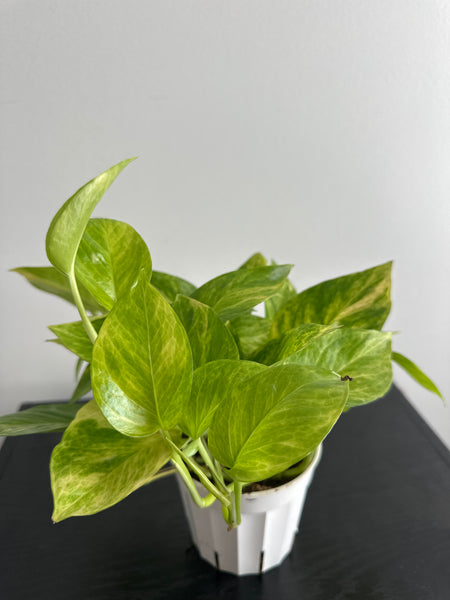 Pothos Neon Queen (a)