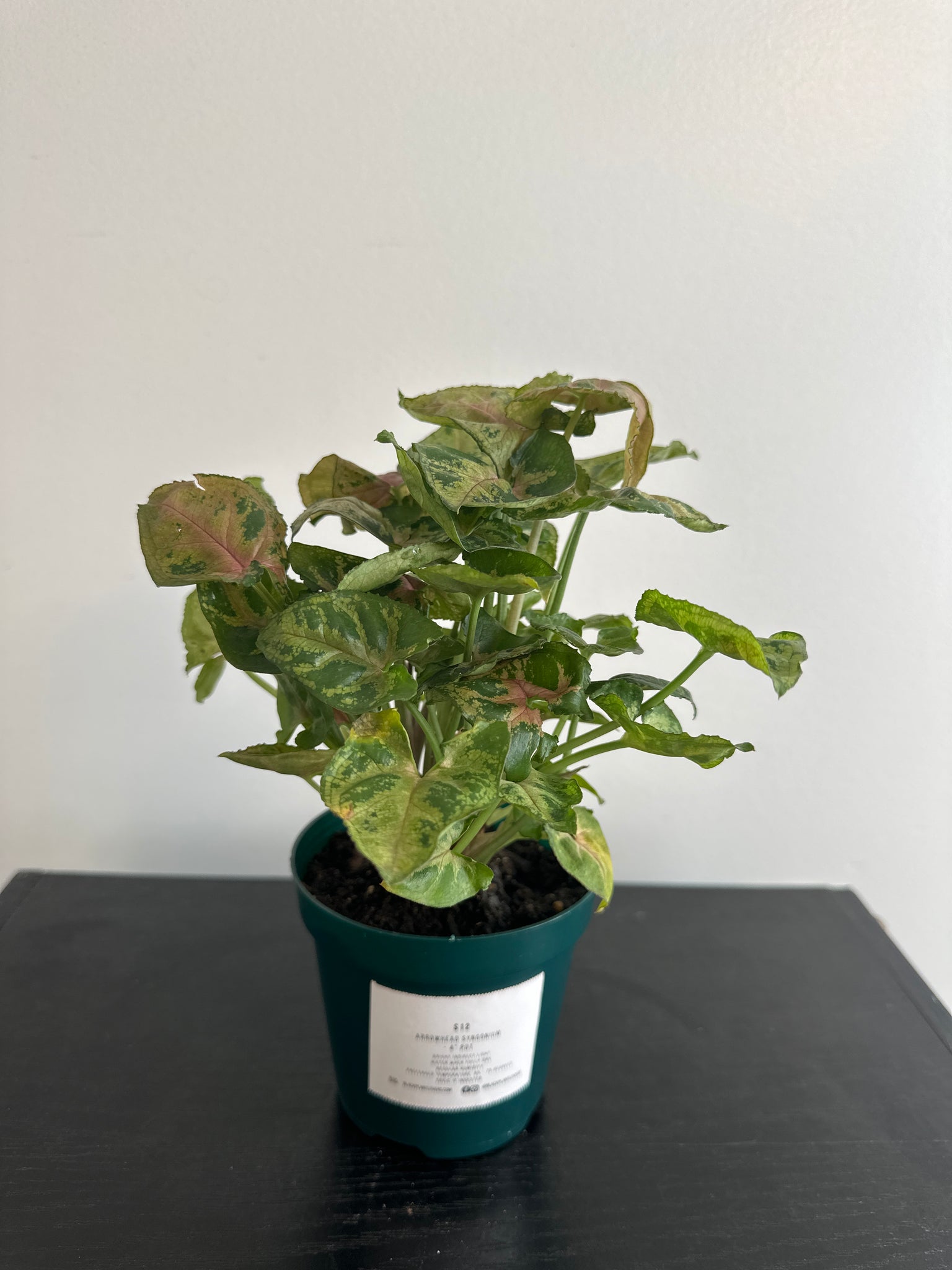 Syngonium “Tiffany” Arrowhead