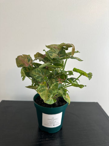 Syngonium “Tiffany” Arrowhead