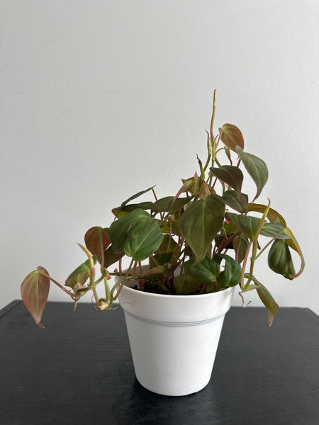 Philodendron Mican (c)