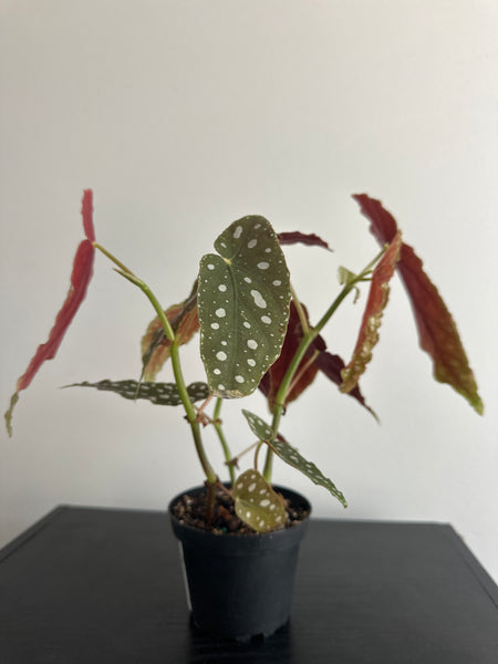 4" Polka Dot Begonia Maculata (c)