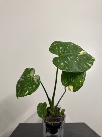 4" Monstera Thai Constellation' (b)
