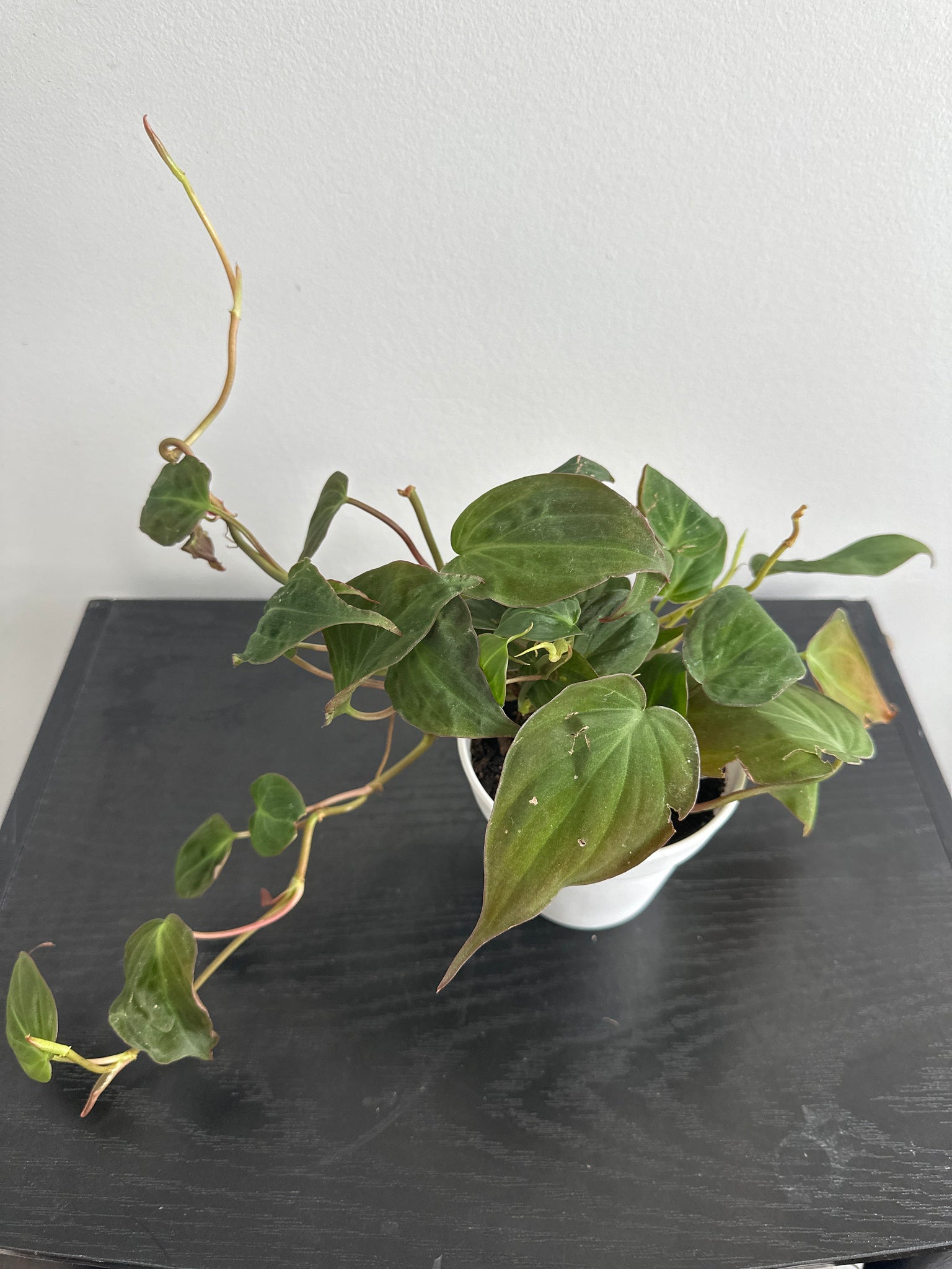 Philodendron Mican (a)