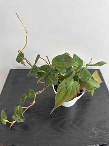 Philodendron Mican (a)