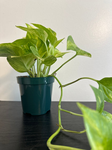 Pothos Neon Queen (b)