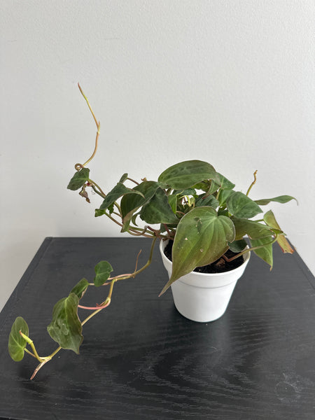 Philodendron Mican (a)