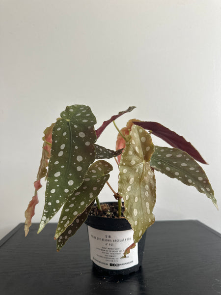 4" Polka Dot Begonia Maculata (d)