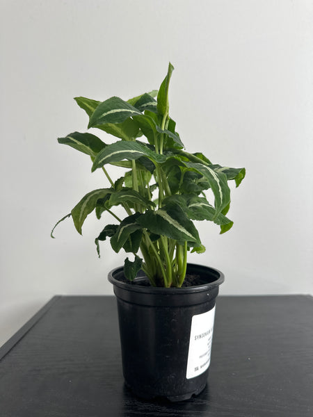 Syngonium Black Velvet