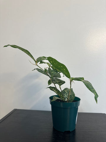 4" Dracaena Florida Beauty (b)