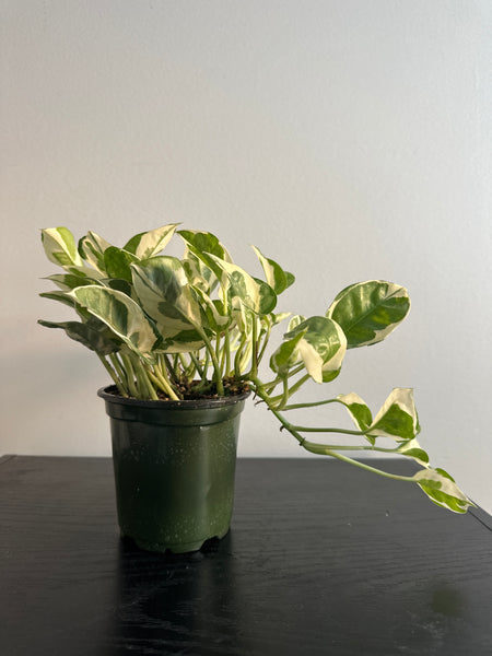 Pearls and Jade Pothos (b)