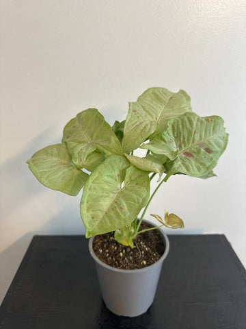 Syngonium 'Confetti' Arrowhead (c)