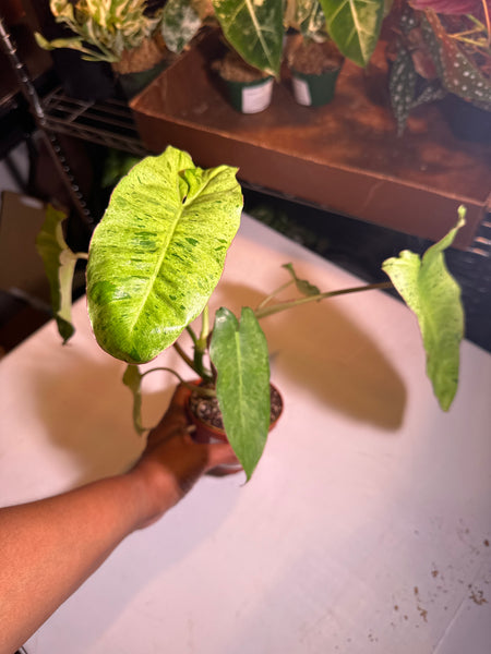 4" Philodendron ‘Paraiso Verde’ (c)