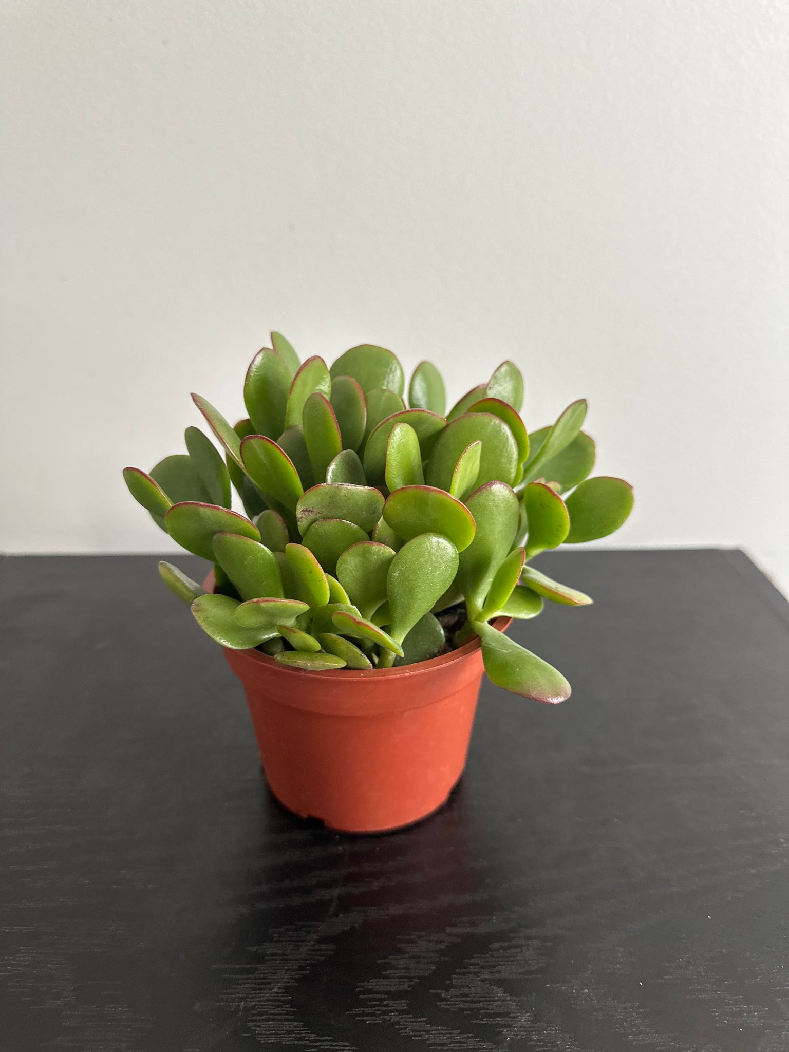 Jade Plant