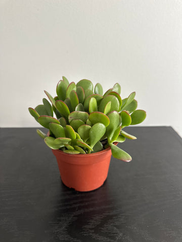 Jade Plant