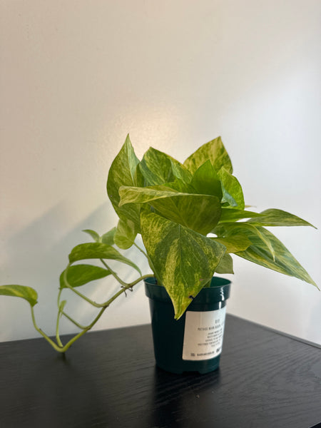 Pothos Neon Queen (c)