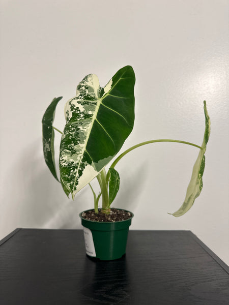 4" Variegated Alocasia 'Frydek' (c)