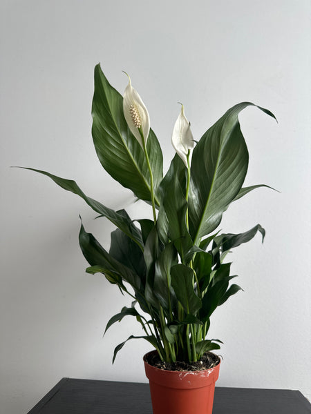 Peace Lily (a)