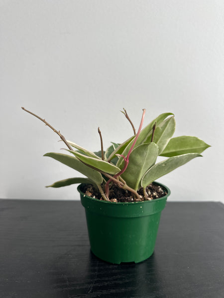 4" Hoya 'Krimson Queen' (c)